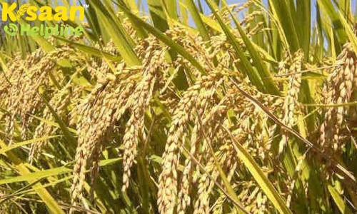 इंदिरा गांधी कृषि विश्वविद्यालय के वैज्ञानिकों ने 5 साल की रिसर्च के बाद विकसित की विष्णुभोग सुगंधित धान की एक नई किस्म